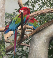 Colorful parrots