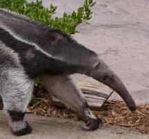 Anteater