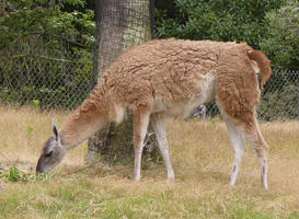 Brown llama