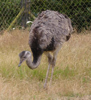 Ostrich