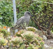 Bird sitting in foliage