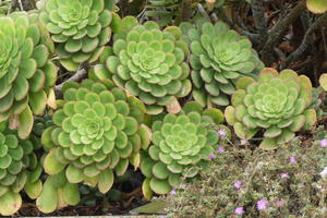 Plants with concentric petals