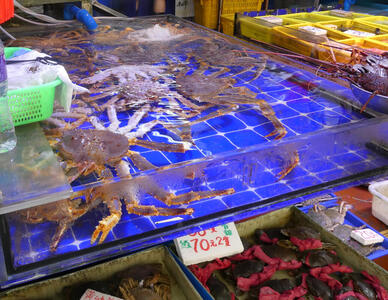 live crabs
