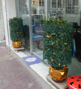 orange trees