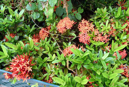 four red leaf plants