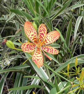 leopard spotted flower