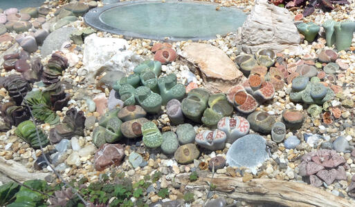 plants that look like pebbles