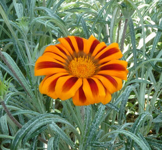 gold and red flower