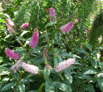 purple flowers