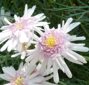 white light purple flowers