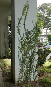 foliage climbing up column