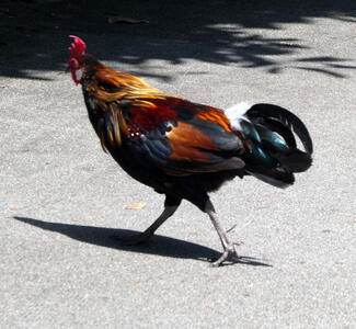 multicolored chicken