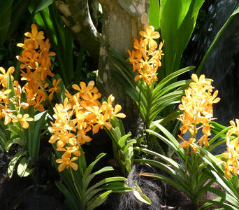 yellow flowers