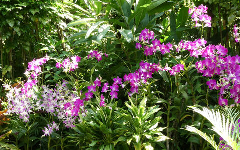 purple flowers