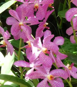spotted purple flowers