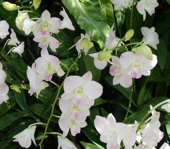 white flowers with purple highlights