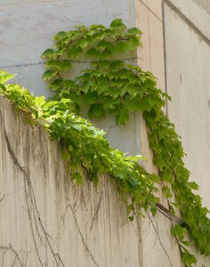 Ivy on walls