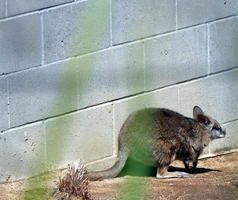 Wallaby