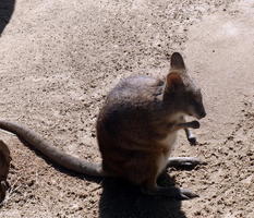 Wallaby