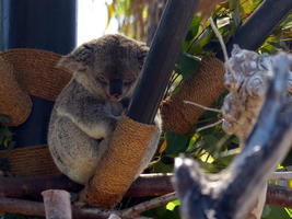 Wallaby