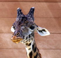 Head of giraffe