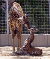 Baby giraffe sitting down