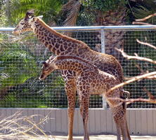 Baby giraffe sitting down