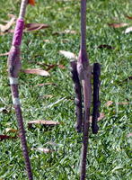 Close-up of splint on leg of a pink flamingo
