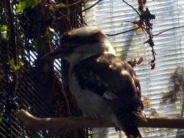 Kookaburra (australian bird, brown and white)