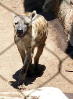 dingo dog