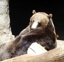 Two grizzly bears, one facing camera, other facing away