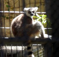 Ring-tailed lemur
