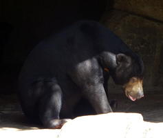 sun bear sitting on haunches