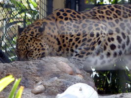 Spotted large cat