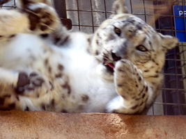 Spotted large cat, rolling over towards camera