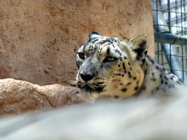 Face view, large spotted cat