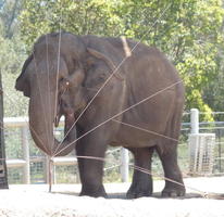 Elephant standing