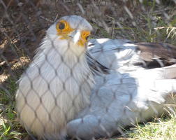 White bird with yellow feathers around eyes