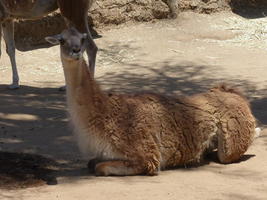 Baby alpaca