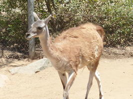 Walking alpaca
