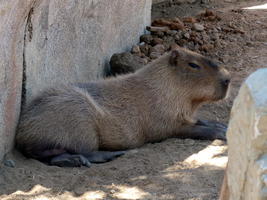 Capybara