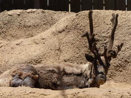 Animal with enormous antlers