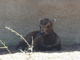 small deer-like creature