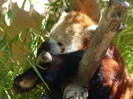 Partially visible face of a red panda