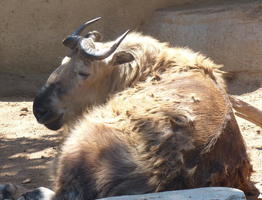 gnu-like creature