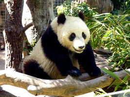 Face view of a panda