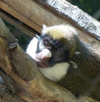 Monkey w. black face and white collar