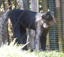 Gray monkey