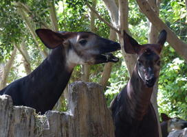 horse/deer-like animals