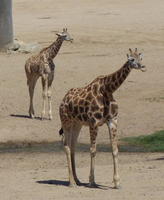Two giraffes
